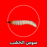 الشركة الألمانية لمكافحة سوس الخشب