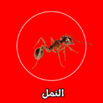 الشركة الألمانية لمكافحة النمل