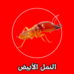 الشركة الألمانية لمكافحة النمل الأبيض