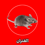 الشركة الألمانية لمكافحة الفئران