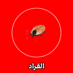 الشركة الألمانية لمكافحة القراد