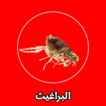الشركة الألمانية لمكافحة البراغيث